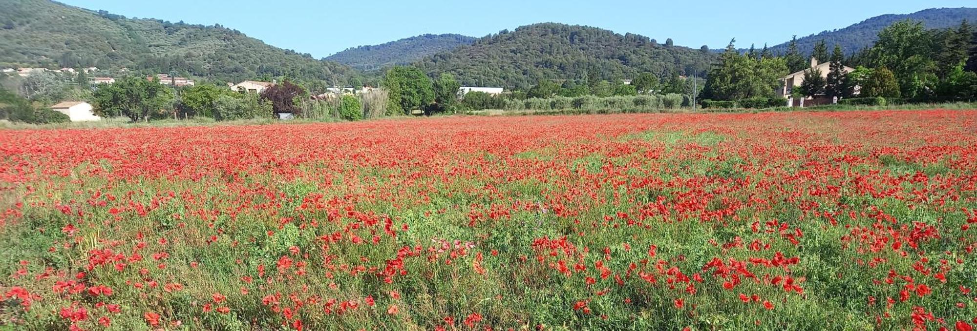 Gite La Mosaique Dauphin Kültér fotó